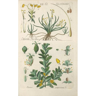 Christian Schkuhr - Botanisches Handbuch Pl82.webp