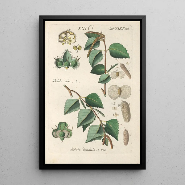 Christian Schkuhr - Botanisches Handbuch Pl83.webp