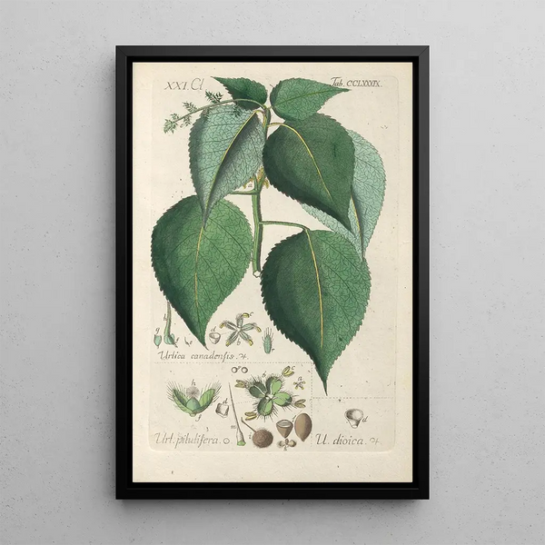 Christian Schkuhr - Botanisches Handbuch Pl84.webp