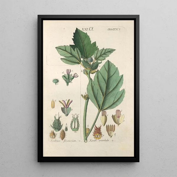 Christian Schkuhr - Botanisches Handbuch Pl86.webp