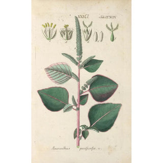 Christian Schkuhr - Botanisches Handbuch Pl89.webp