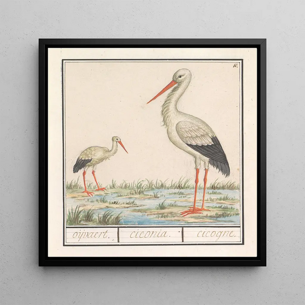 Cigogne Ciconia ciconia - Anselmus Botius de Boodt