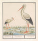Cigogne Ciconia ciconia - Anselmus Botius de Boodt — Ansicht des Kunstwerks