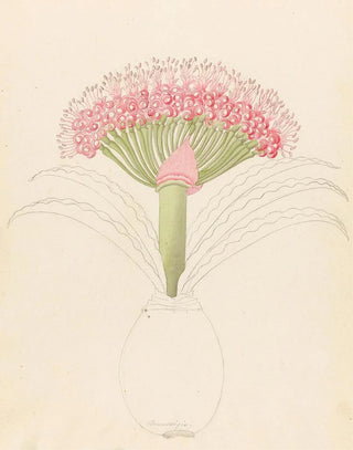 Clemenz Heinrich Wehdemann - Brunswigia Brunsvigia grandiflora.webp