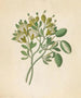 Capparis Nov Sp Maerua caffra - Clemenz Heinrich Wehdemann — vista dell’opera