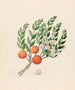 Eugenia oder Jambo Eugenia albanensis - Clemenz Heinrich Wehdemann — Ansicht des Kunstwerks
