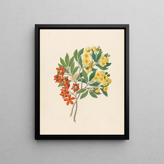 Clemenz Heinrich Wehdemann - Icosandria monog Ochna arborea.webp