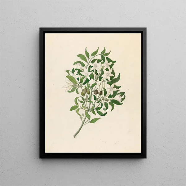 Jasminum angulare - Clemenz Heinrich Wehdemann — quadro incorniciato alla parete