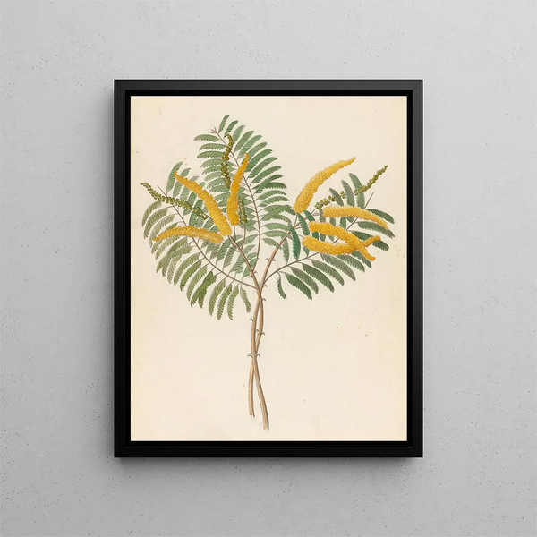 Mimosa Acacia caffra - Clemenz Heinrich Wehdemann — quadro incorniciato alla parete