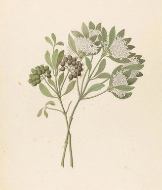 Clemenz Heinrich Wehdemann - Pavetta caffra Pavetta lanceolata.webp
