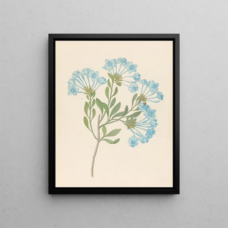 Clemenz Heinrich Wehdemann - Plombago capensis Plumbago auriculata.webp