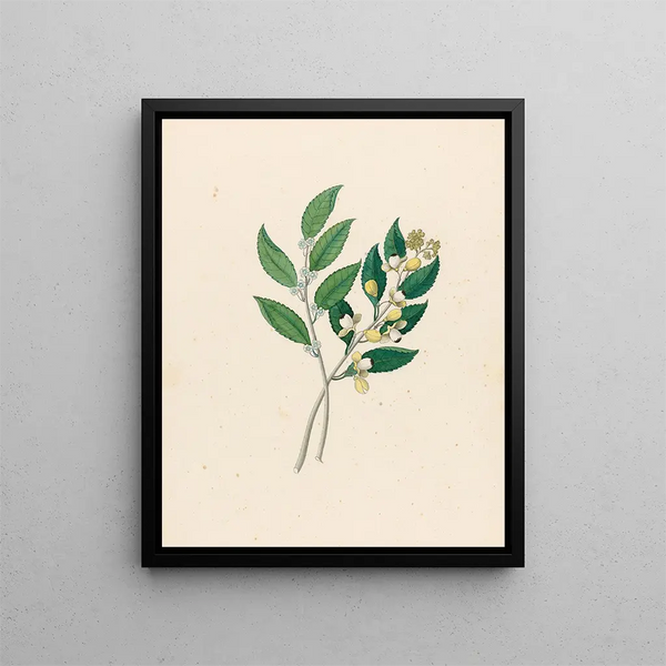 Rhamnus Curtisia denté - Clemenz Heinrich Wehdemann — quadro incorniciato alla parete