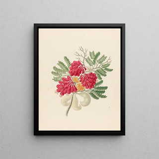 Clemenz Heinrich Wehdemann - Schotia speciosa Schotia afra.webp