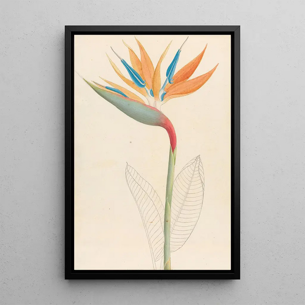 Strelitzia reginae - Clemenz Heinrich Wehdemann — quadro incorniciato alla parete
