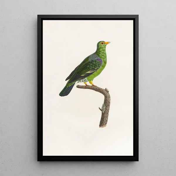 Coenraad Jacob Temminck - Les pigeons Pl07.webp