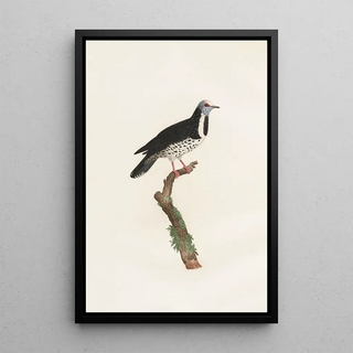 Coenraad Jacob Temminck - Les pigeons Pl17.webp