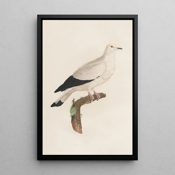 Coenraad Jacob Temminck - Les pigeons Pl18.webp
