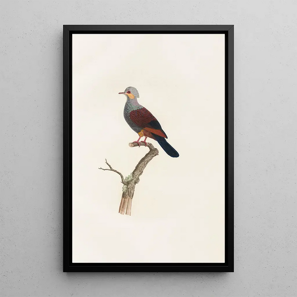 Coenraad Jacob Temminck - Les pigeons Pl20.webp