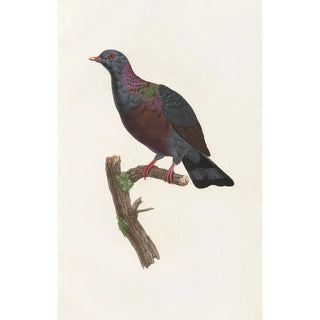 Coenraad Jacob Temminck - Les pigeons Pl21.webp