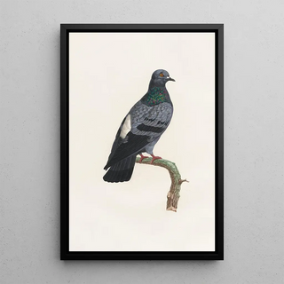 Coenraad Jacob Temminck - Les pigeons Pl23.webp
