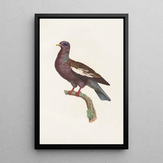 Coenraad Jacob Temminck - Les pigeons Pl29.webp