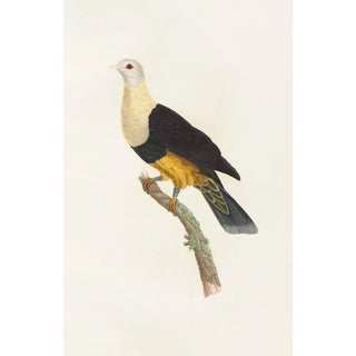 Coenraad Jacob Temminck - Les pigeons Pl34.webp