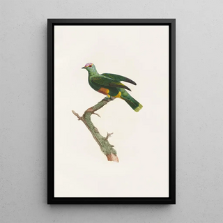 Coenraad Jacob Temminck - Les pigeons Pl47.webp