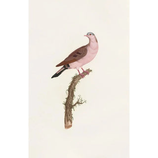 Coenraad Jacob Temminck - Les pigeons Pl50.webp