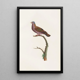 Coenraad Jacob Temminck - Les pigeons Pl51.webp