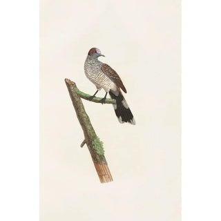 Coenraad Jacob Temminck - Les pigeons Pl64.webp