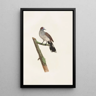 Coenraad Jacob Temminck - Les pigeons Pl64.webp