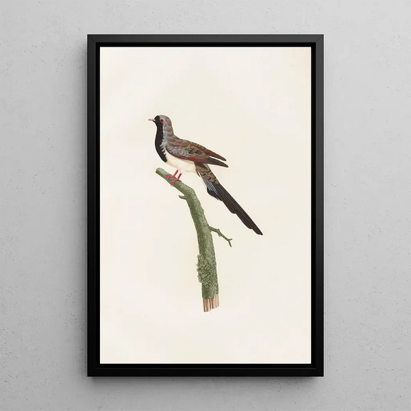 Die Tauben Pl66 - Coenraad Jacob Temminck — gerahmtes Bild an der Wand