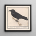 Rabe Corvus corax - Anselmus Botius de Boodt — gerahmtes Bild an der Wand