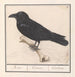 Rabe Corvus corax - Anselmus Botius de Boodt — Ansicht des Kunstwerks