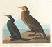 Cormorano verde viola - John James Audubon — vista dell’opera