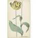 La tulipe Bizard Louis d'Effroy - Cornelis van Noorde — artwork view