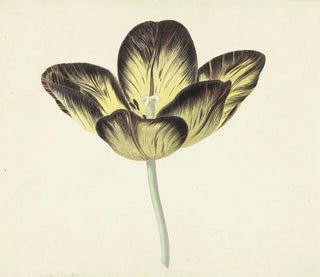 Cornelis van Noorde - Tulp genaamd Bizard Egiptienne.webp