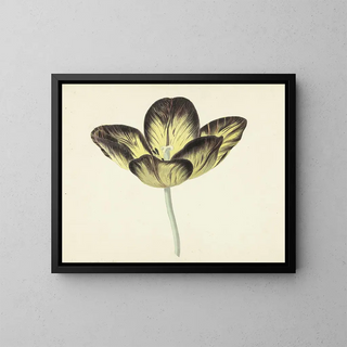 Cornelis van Noorde - Tulp genaamd Bizard Egiptienne.webp