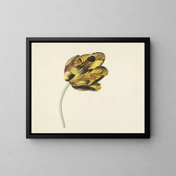 Tulipano chiamato Bizard Phoenix - Cornelis van Noorde — quadro incorniciato alla parete