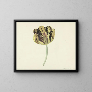 Cornelis van Noorde - Tulp genaamd Bizard Rosette.webp