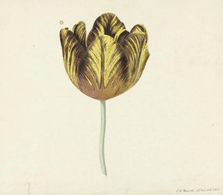 Cornelis van Noorde - Tulp genaamd Bizard Sub A.webp