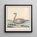 Cygne Cygnus - Anselmus Botius de Boodt — gerahmtes Bild an der Wand