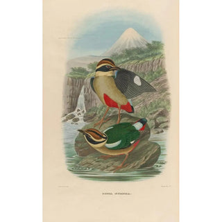 Daniel Giraud Elliot - A monograph of the Pittid or family of antthrushes Pl14.webp