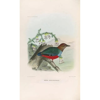 Daniel Giraud Elliot - A monograph of the Pittid or family of antthrushes Pl28.webp