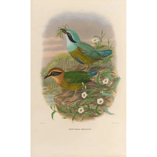 Daniel Giraud Elliot - A monograph of the Pittid or family of antthrushes Pl50.webp