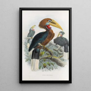 Daniel Giraud Elliot - Aceros nepalensis.webp