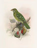 Ailuroedus crassirostris - Daniel Giraud Elliot — Ansicht des Kunstwerks
