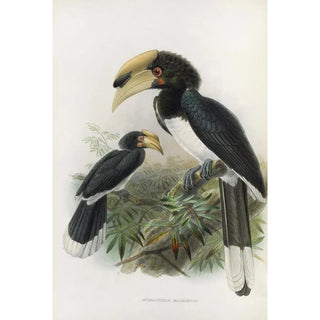 Daniel Giraud Elliot - Anthracoceros malabaricus.webp