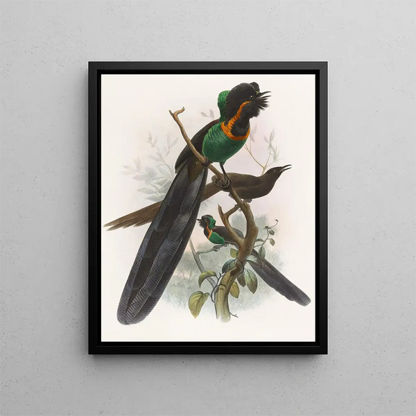 Daniel Giraud Elliot - Astrapia nigra.webp