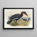 Bucorvus abyssinicus - Daniel Giraud Elliot — quadro incorniciato alla parete